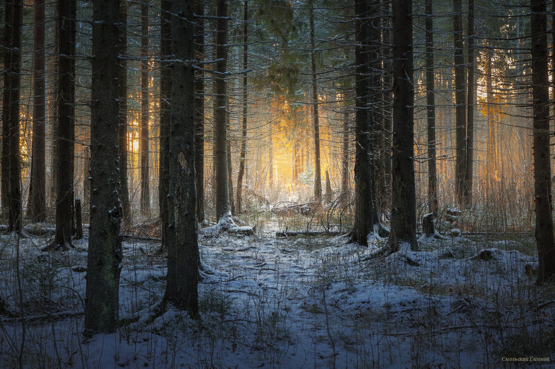 Sunlight Through Snowy Forest — Yellow