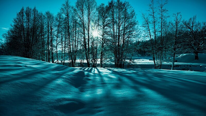 Sunlight through snowy trees