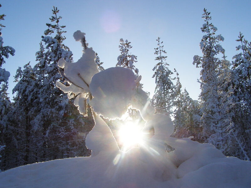 Sunlight through snowy trees