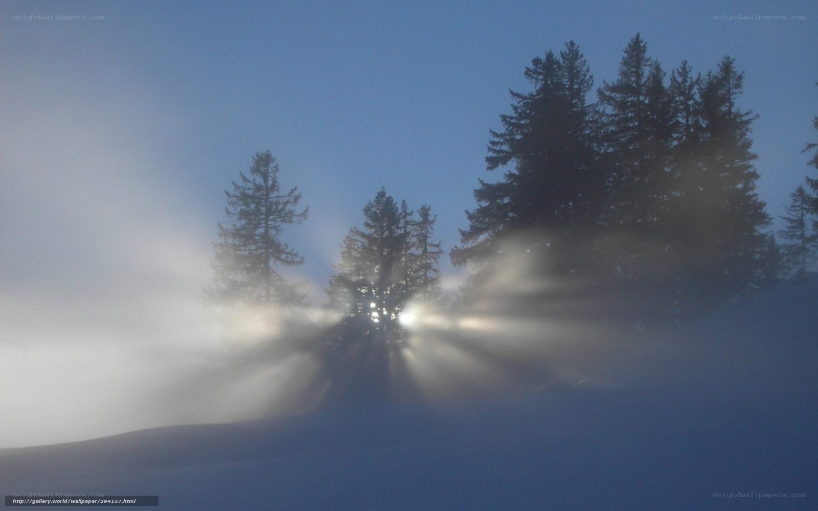 Sunlight through snowy trees