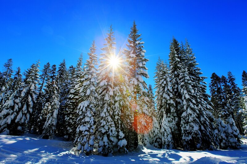 Sunlight through snowy trees