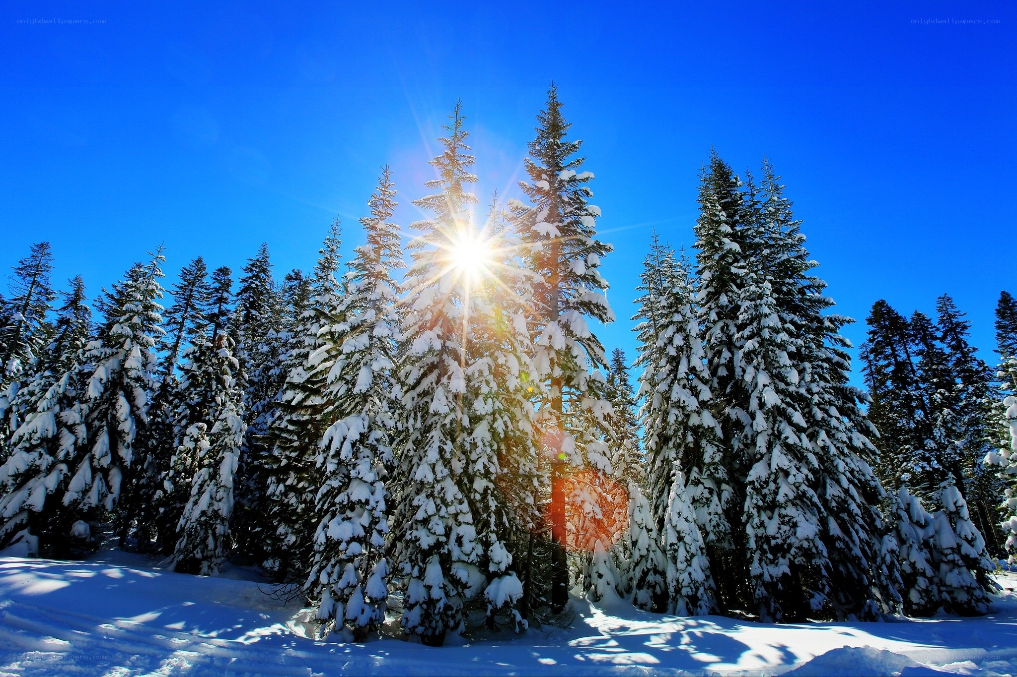 Sunlight through snowy trees
