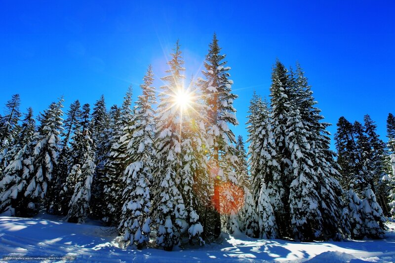 Sunlight through snowy trees