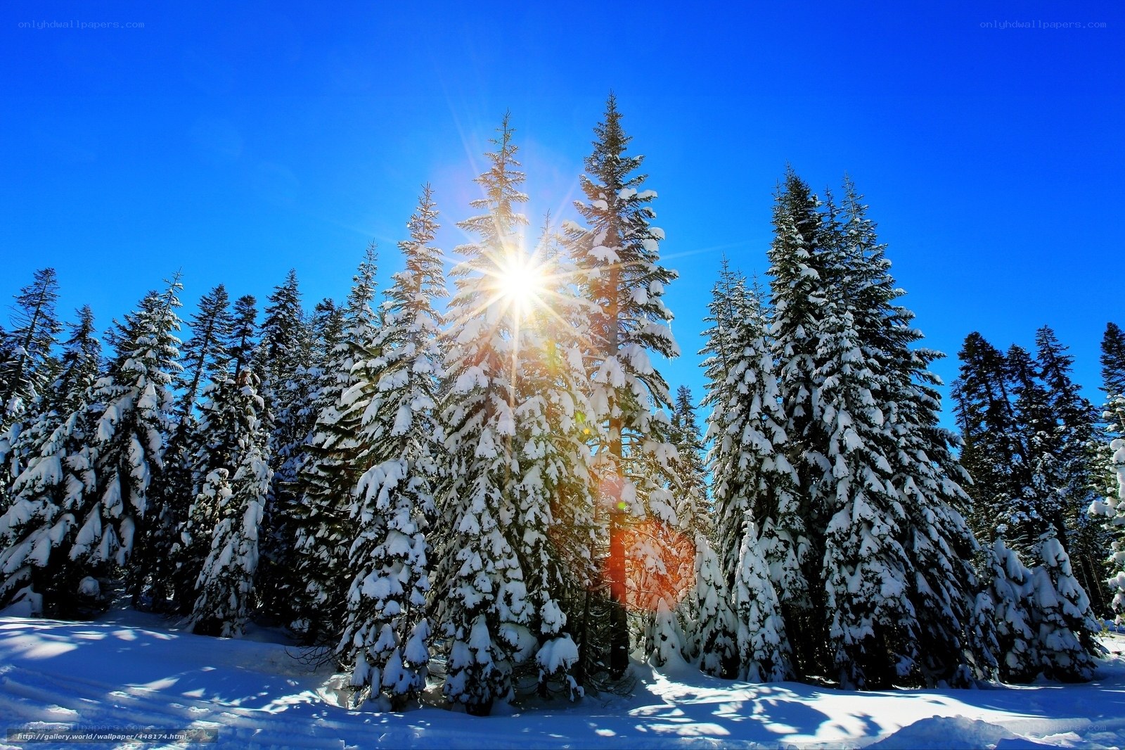 Sunlight through snowy trees