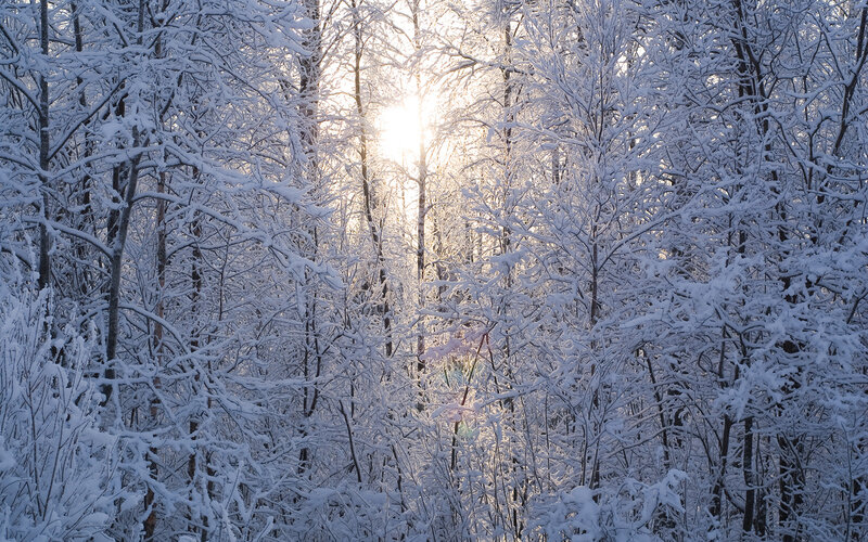 Sunlight through snowy trees