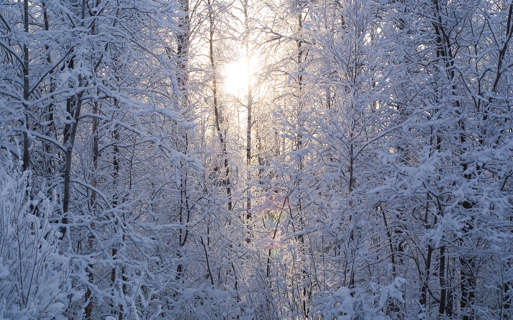 Sunlight through snowy trees
