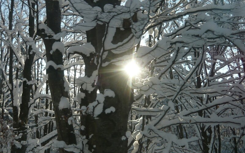 Sunlight through snowy trees