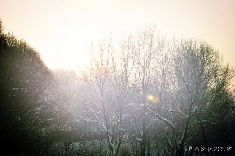 Sunlight through snowy trees