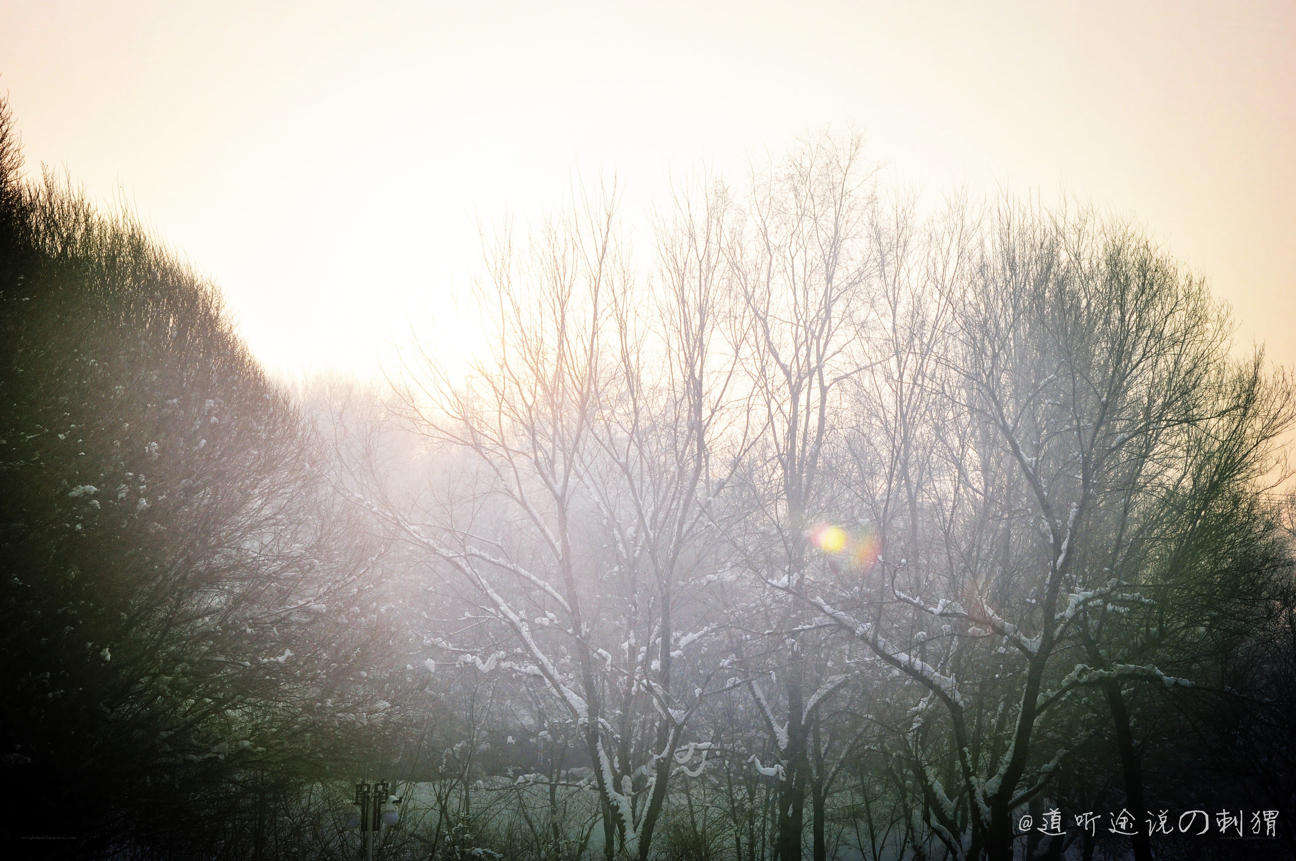 Sunlight through snowy trees