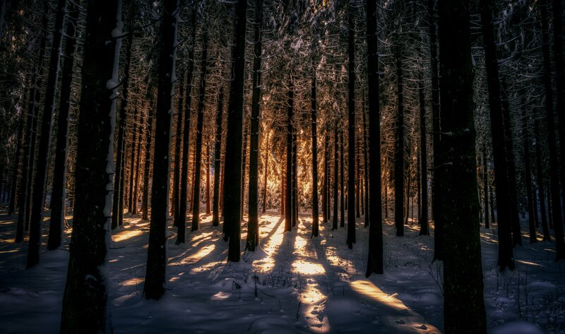 Sunlight Through Snowy Trees — Black, Serene