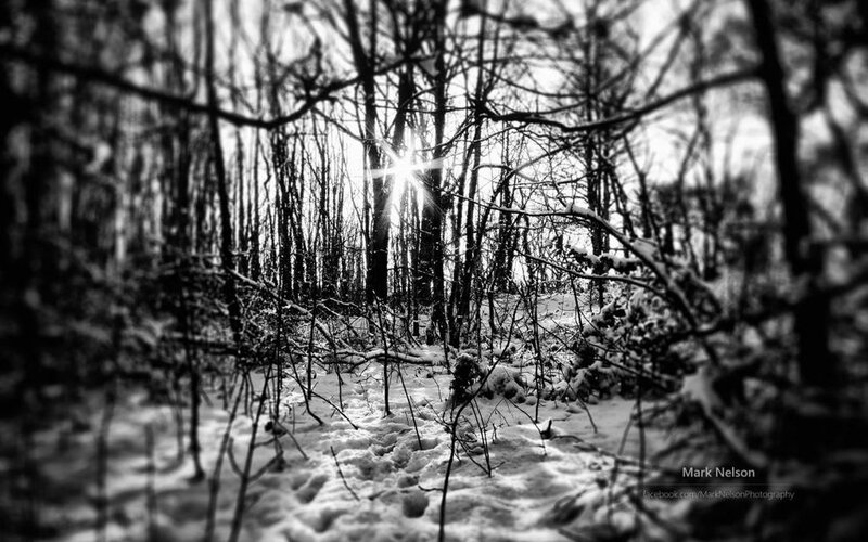 Sunlight Through Snowy Trees — Black