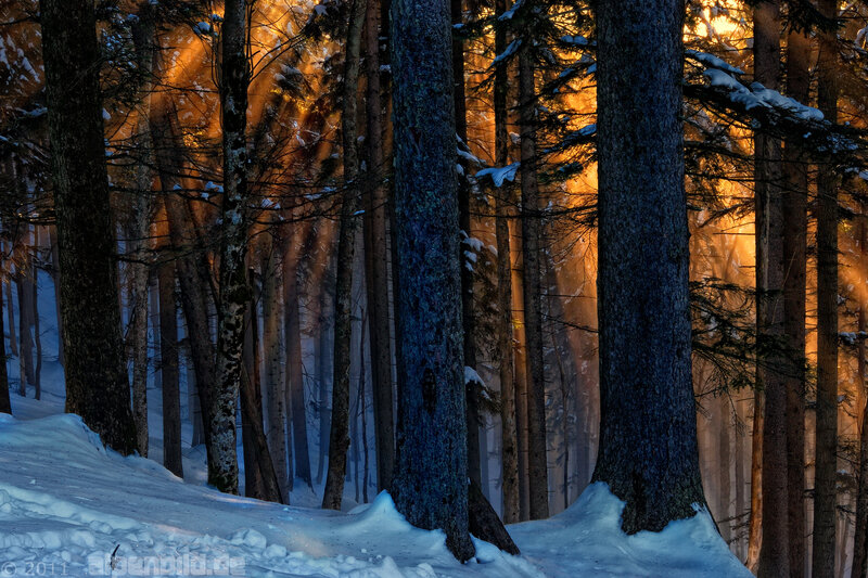 Sunlight Through Snowy Trees — Blue, Serene