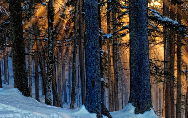 Sunlight Through Snowy Trees — Blue, Serene, Winter, Photograph