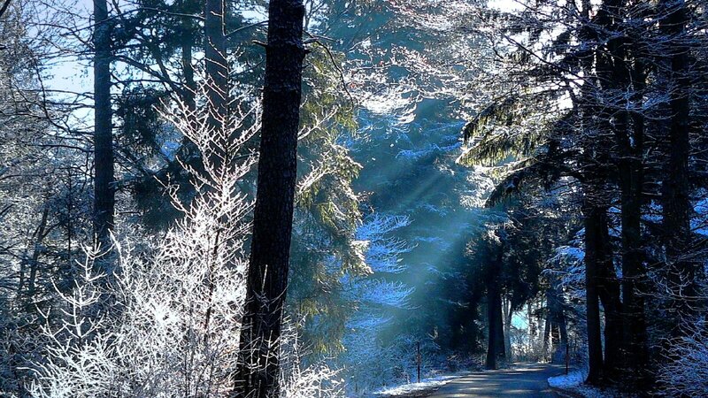 Sunlight Through Snowy Trees — Blue, Serene, Winter