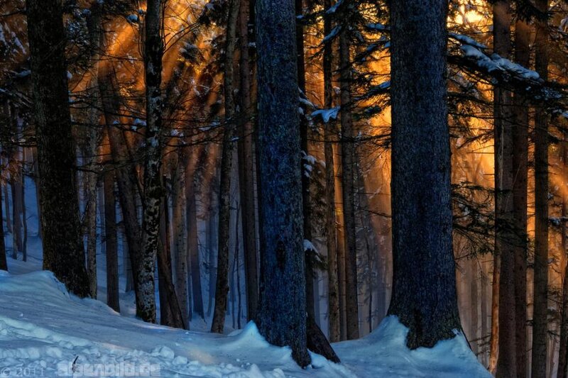 Sunlight Through Snowy Trees — Blue