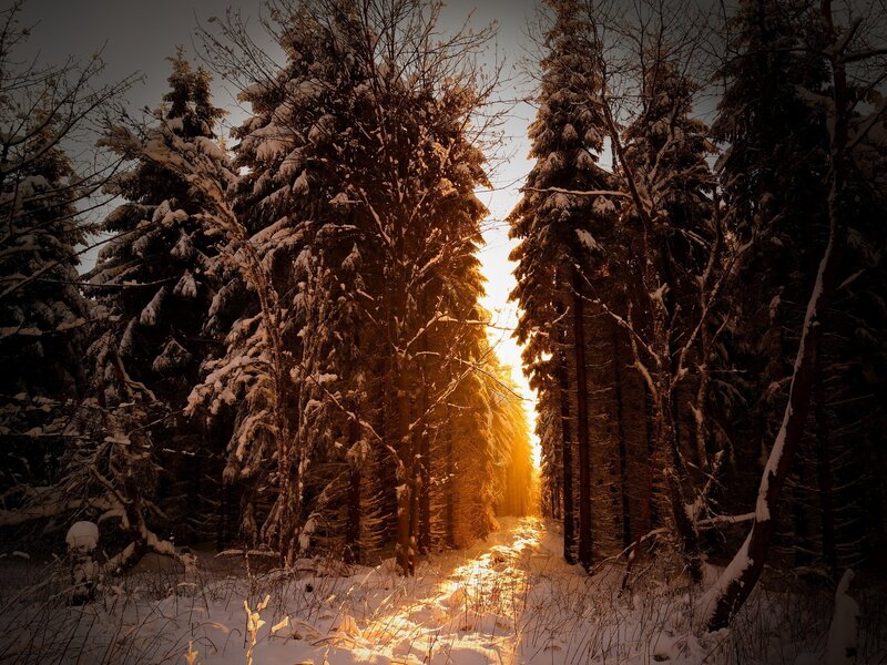 Sunlight Through Snowy Trees — Gold, Dramatic