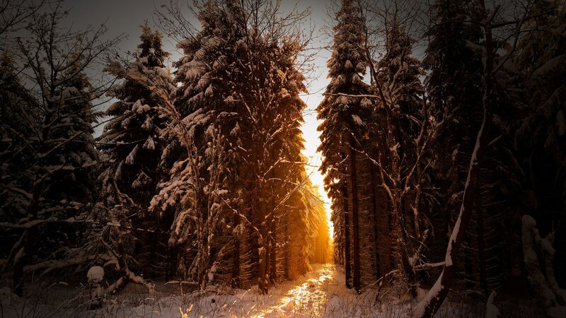 Sunlight Through Snowy Trees — Gold, Dramatic, Winter