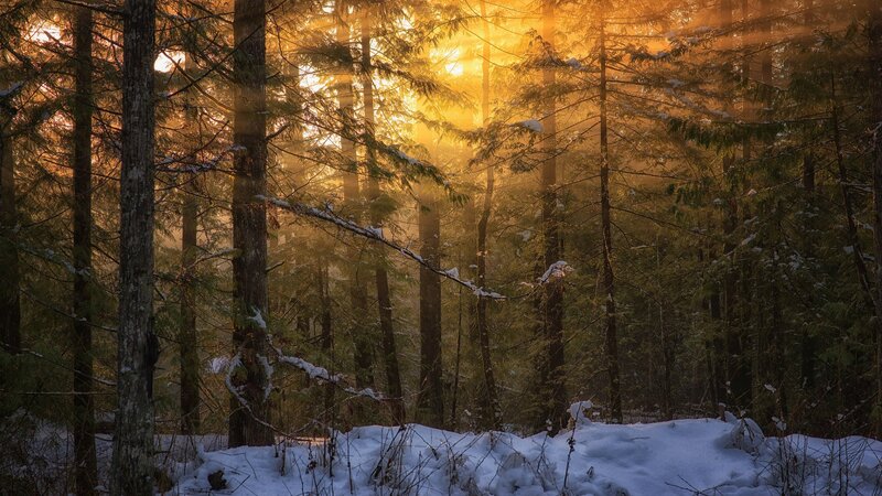 Sunlight Through Snowy Trees — Gold, Serene