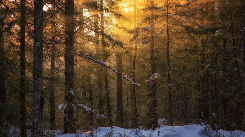 Sunlight Through Snowy Trees — Gold, Serene, Winter, Photograph
