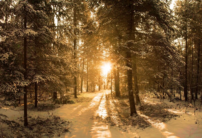 Sunlight Through Snowy Trees — Gold, Serene, Winter