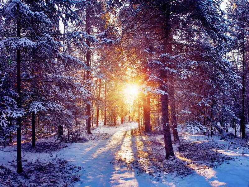Sunlight Through Snowy Trees — White, Serene