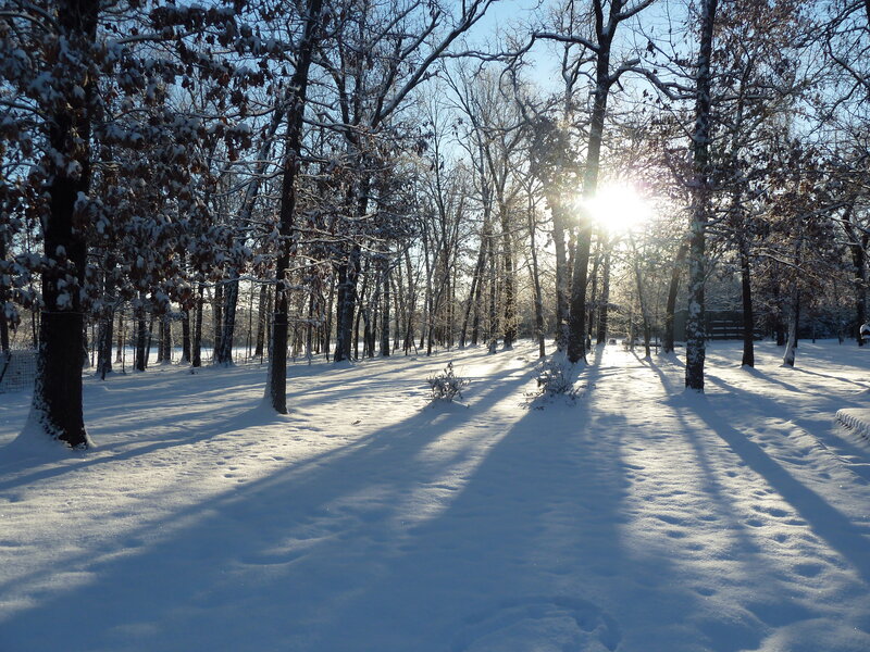 Sunlight Through Snowy Trees — White, Serene, Winter, Photograph, Snow, Sun