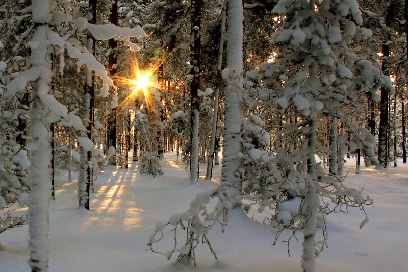 Sunlight Through Snowy Trees — White, Serene, Winter, Photograph, Snow, Sun, Yellow, Brown