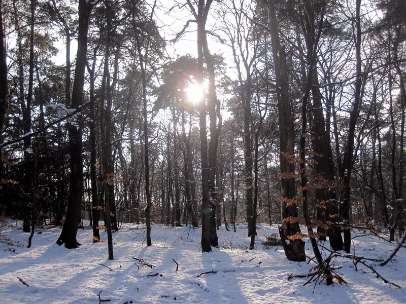 Sunlight Through Snowy Trees — White, Serene, Winter, Photograph, Snow