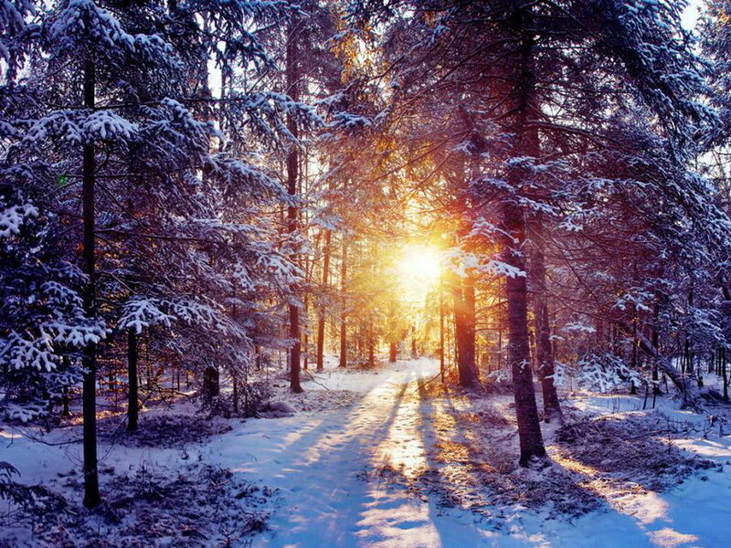 Sunlight Through Snowy Trees — White, Serene, Winter, Photograph