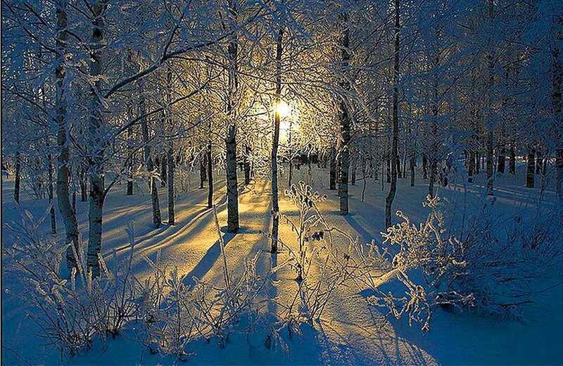 Sunlight Through Snowy Trees — White