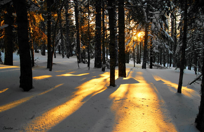 Sunlight Through Snowy Trees — Yellow