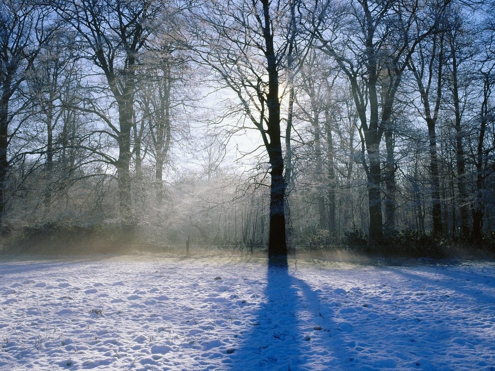 Sunlight through snowy trees