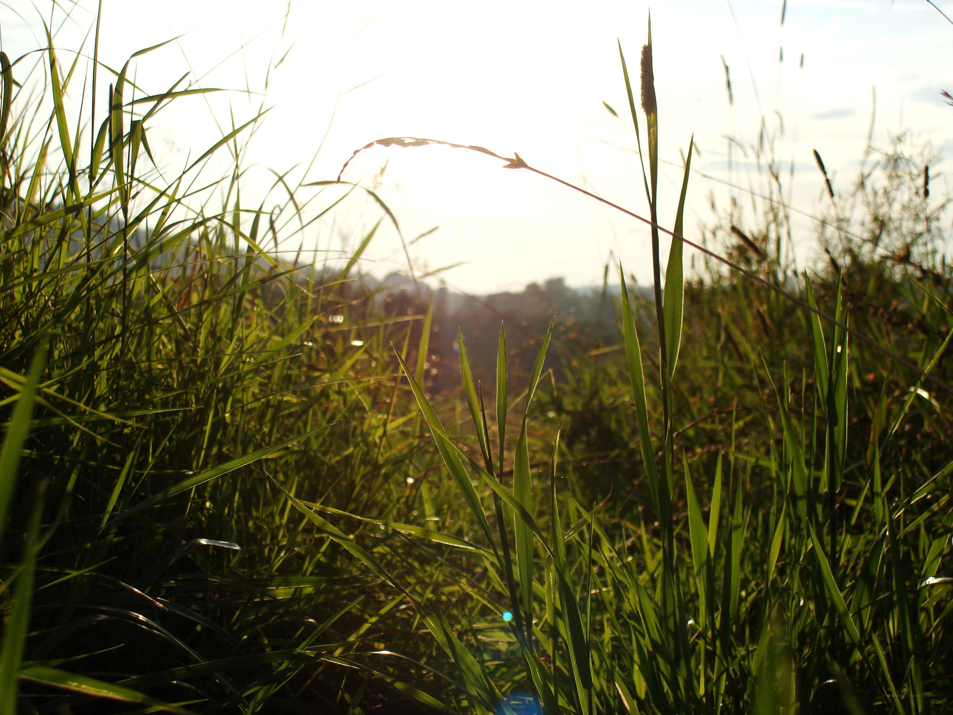 Sunlight through tall grass