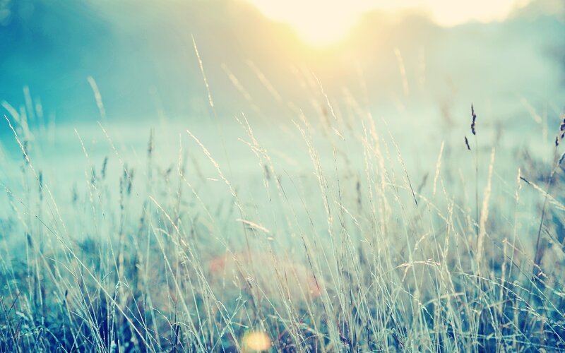 Sunlight through tall grass