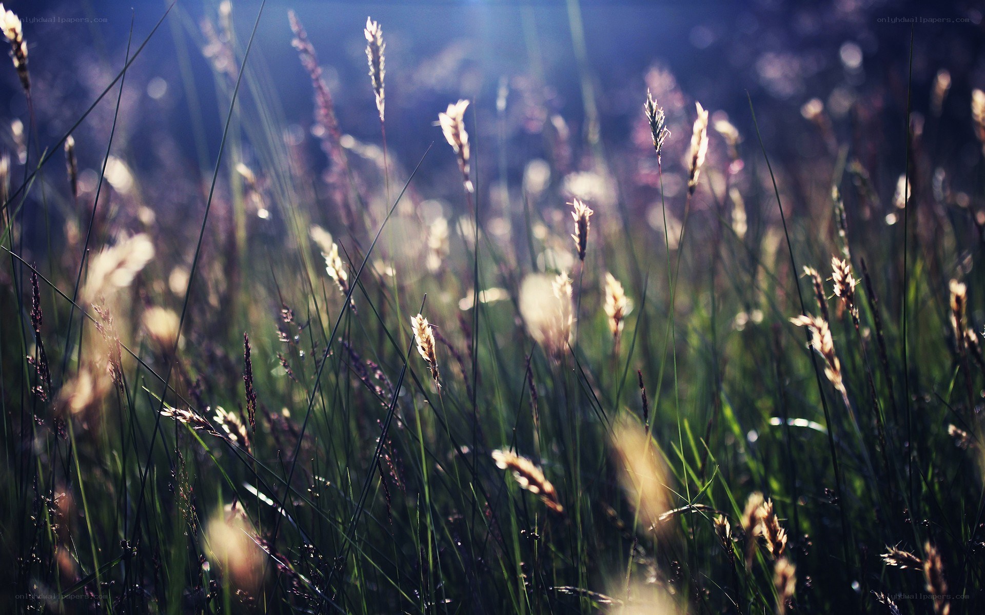 Sunlight through tall grass