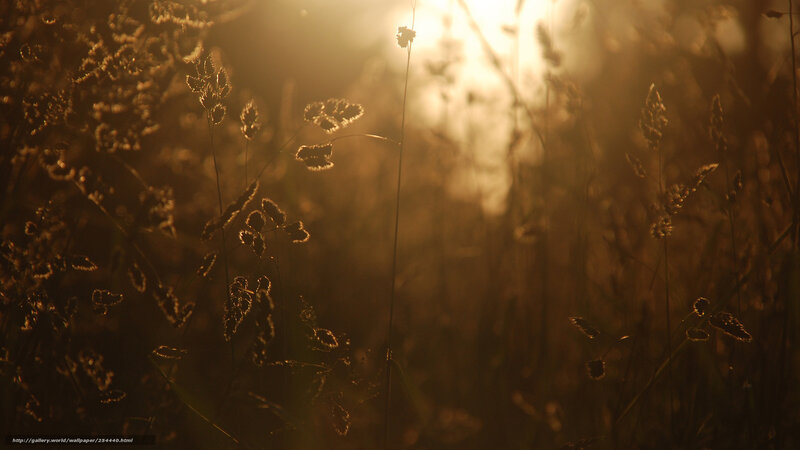 Sunlight through tall grass