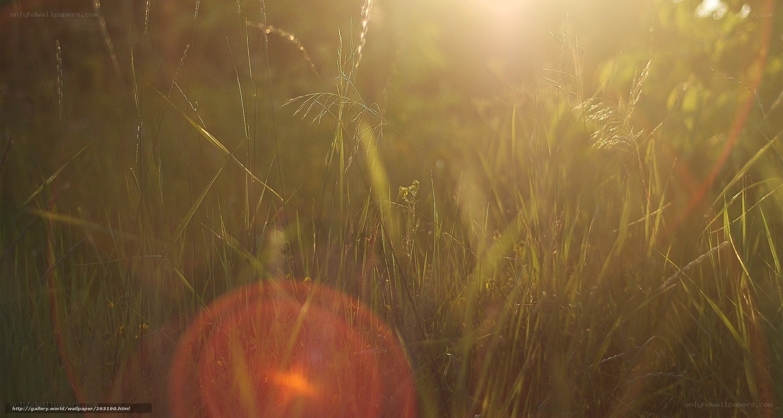 Sunlight through tall grass