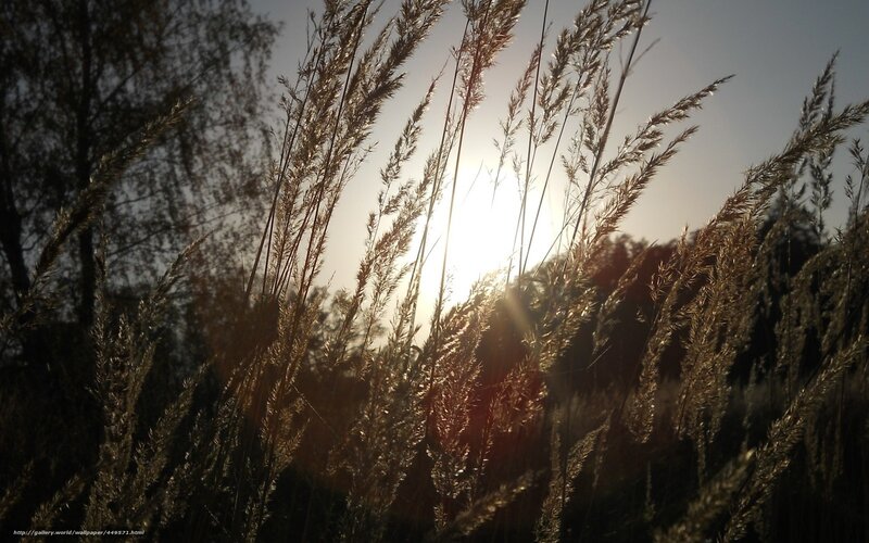 Sunlight through tall grass
