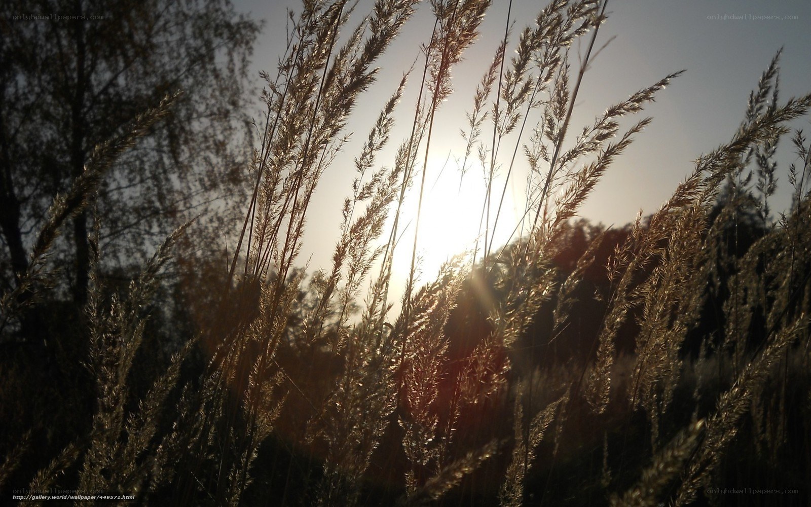 Sunlight through tall grass