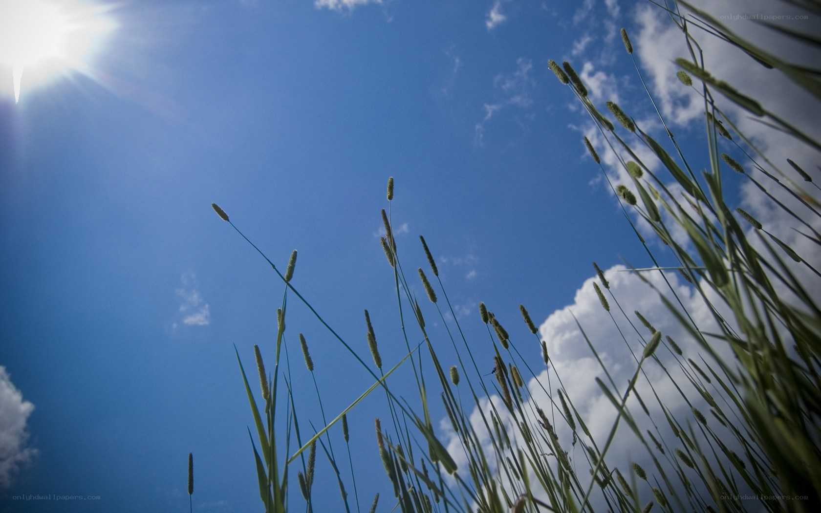 Sunlight through tall grass