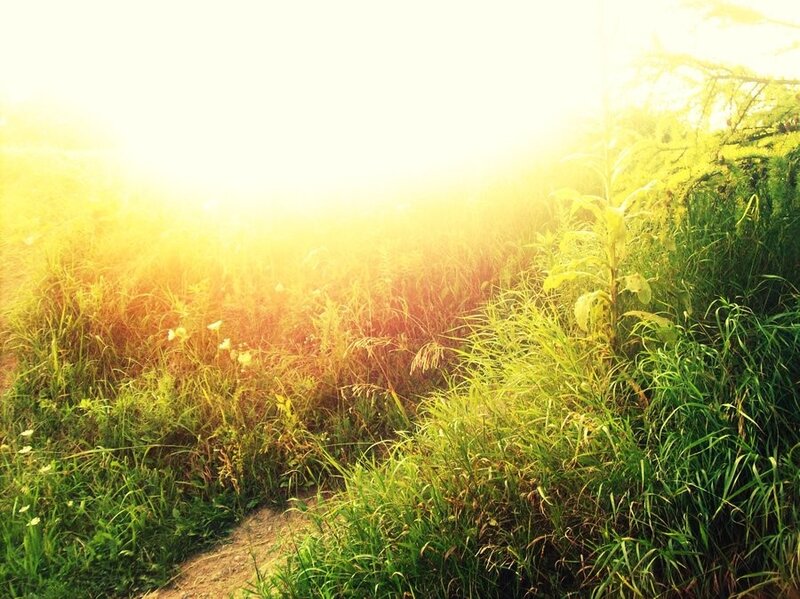 Sunlight Through Tall Grass — Green