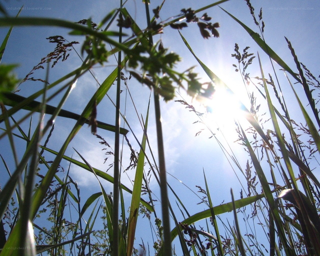 Sunlight through tall grass