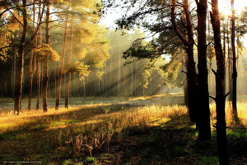 Sunlight through the forest