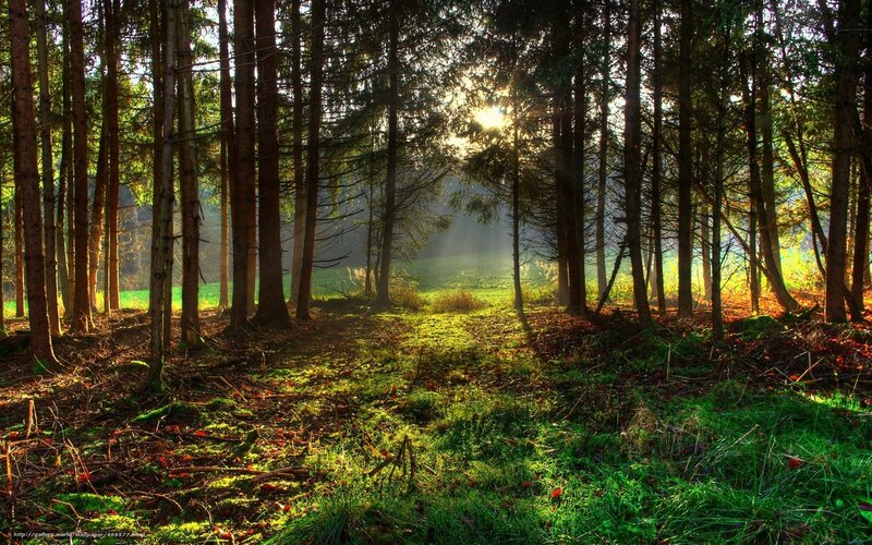Sunlight through the forest