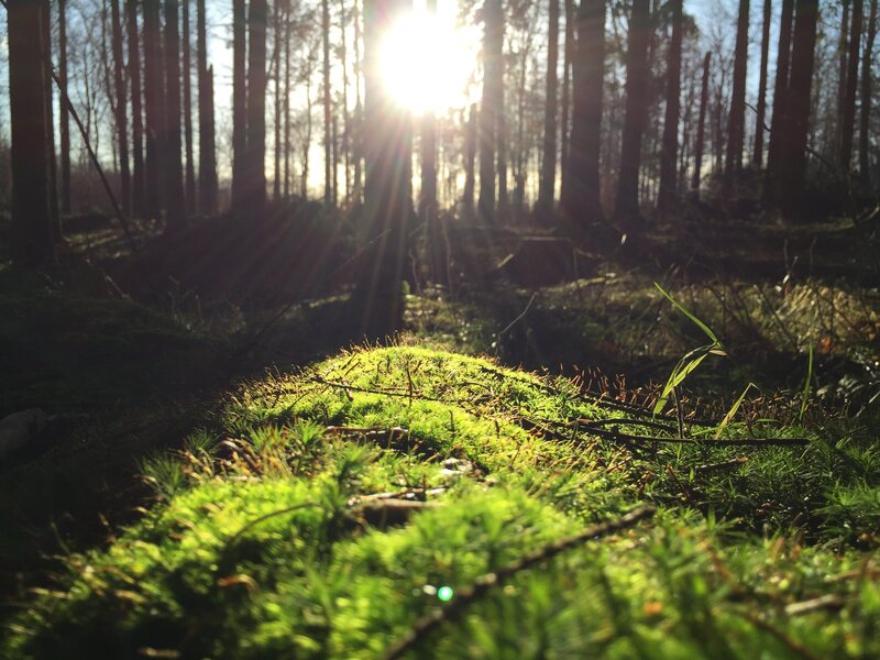 Sunlight through the forest