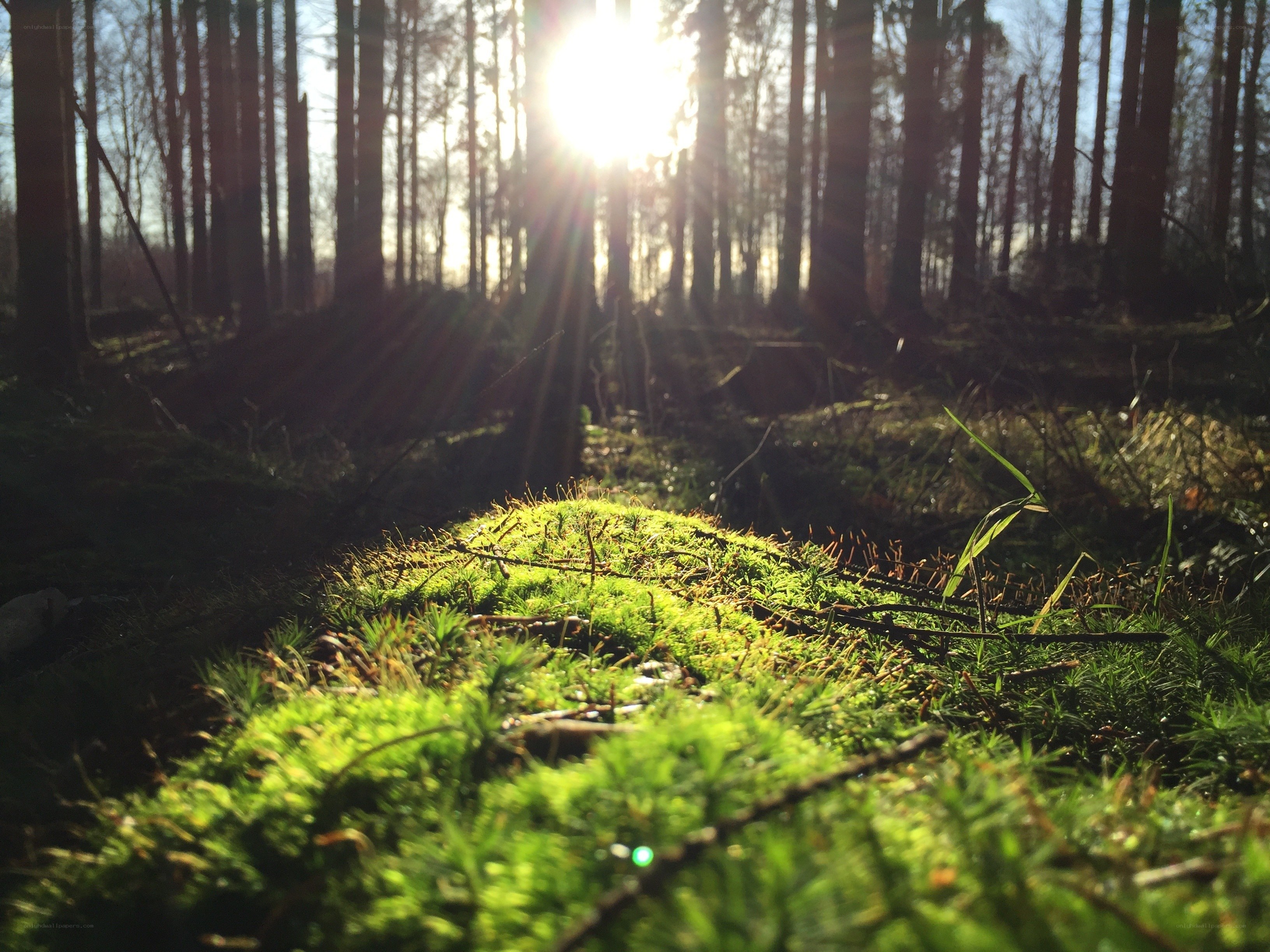 Sunlight through the forest