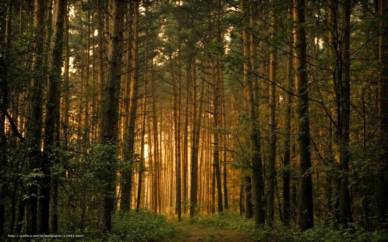 Sunlight through the forest