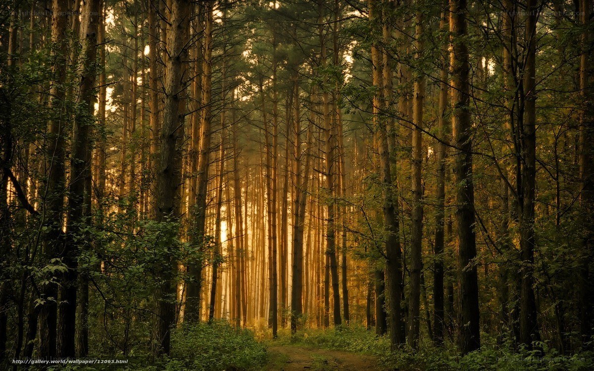 Sunlight through the forest
