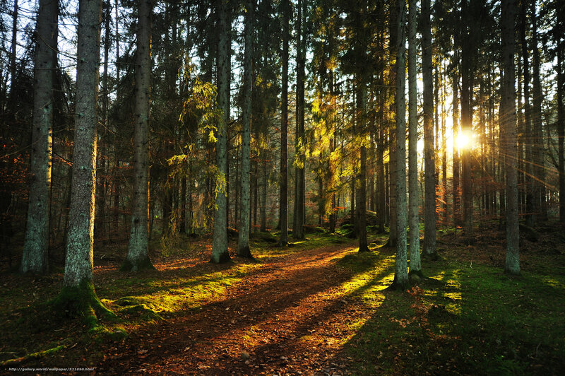 Sunlight through the forest