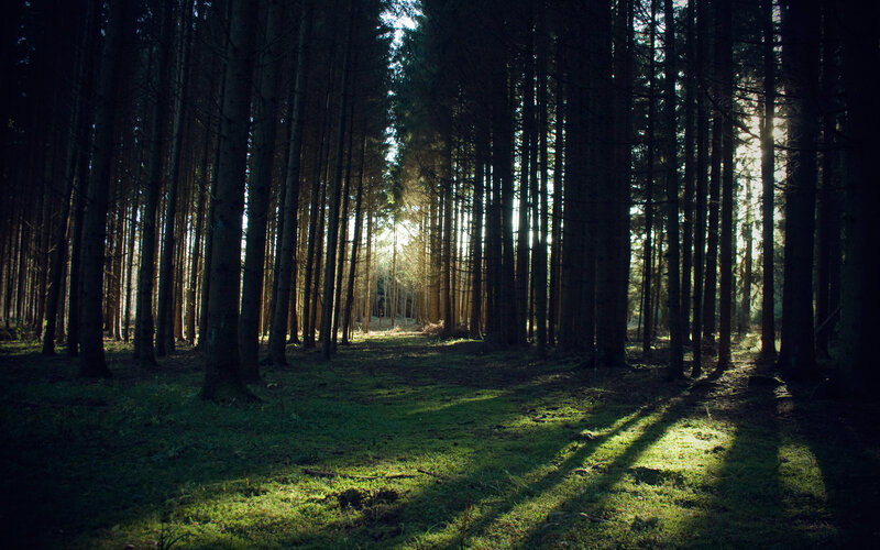 Sunlight through the forest